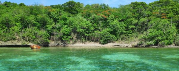 vivre en martinique avantages et inconvénients