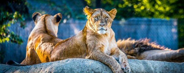 quel est le plus beau zoo du monde