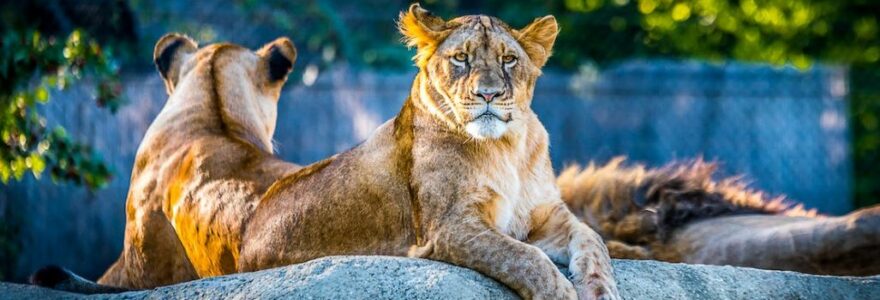 quel est le plus beau zoo du monde