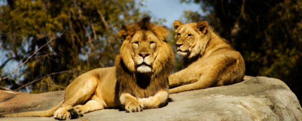 que faire autour du zoo de beauval